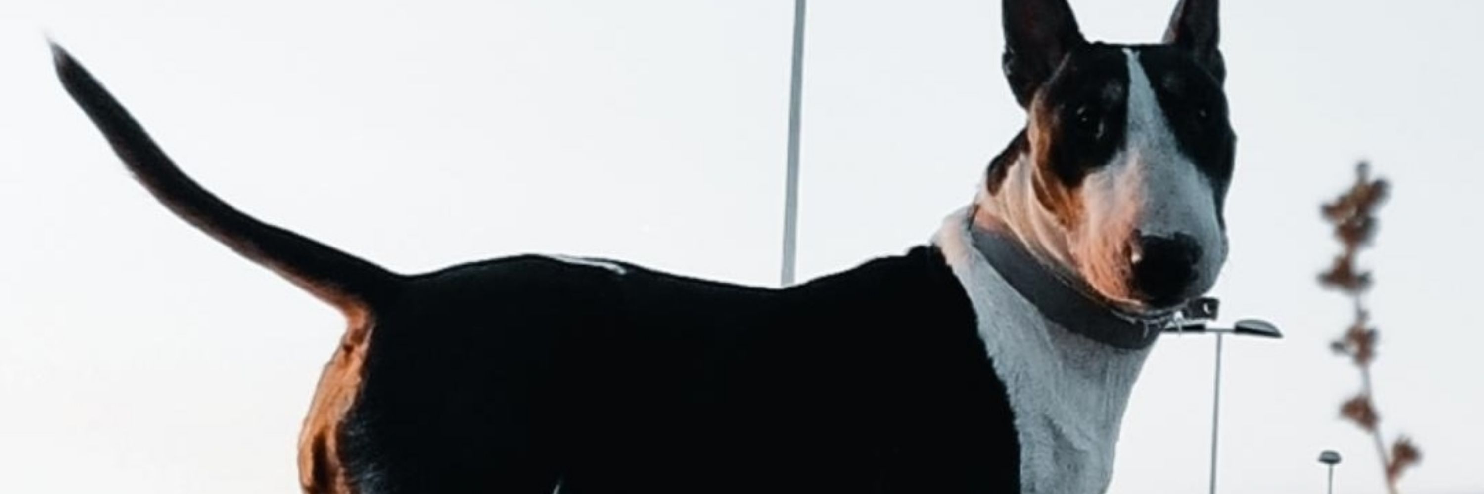 Matteo Garau
