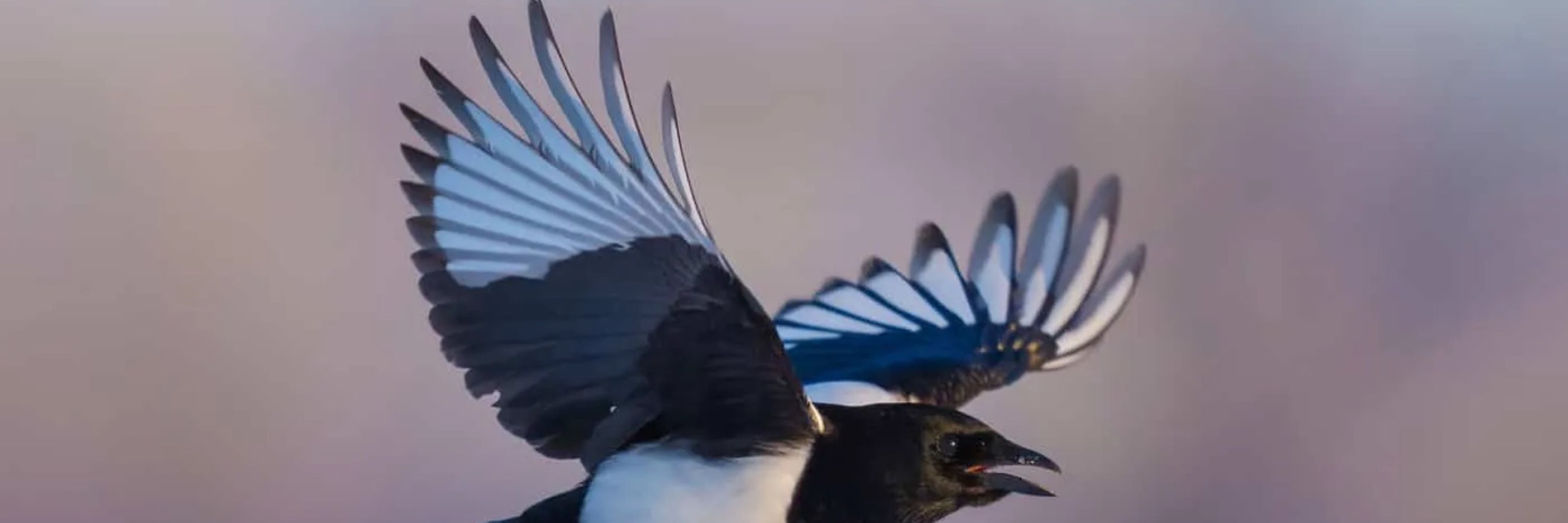 Magpie