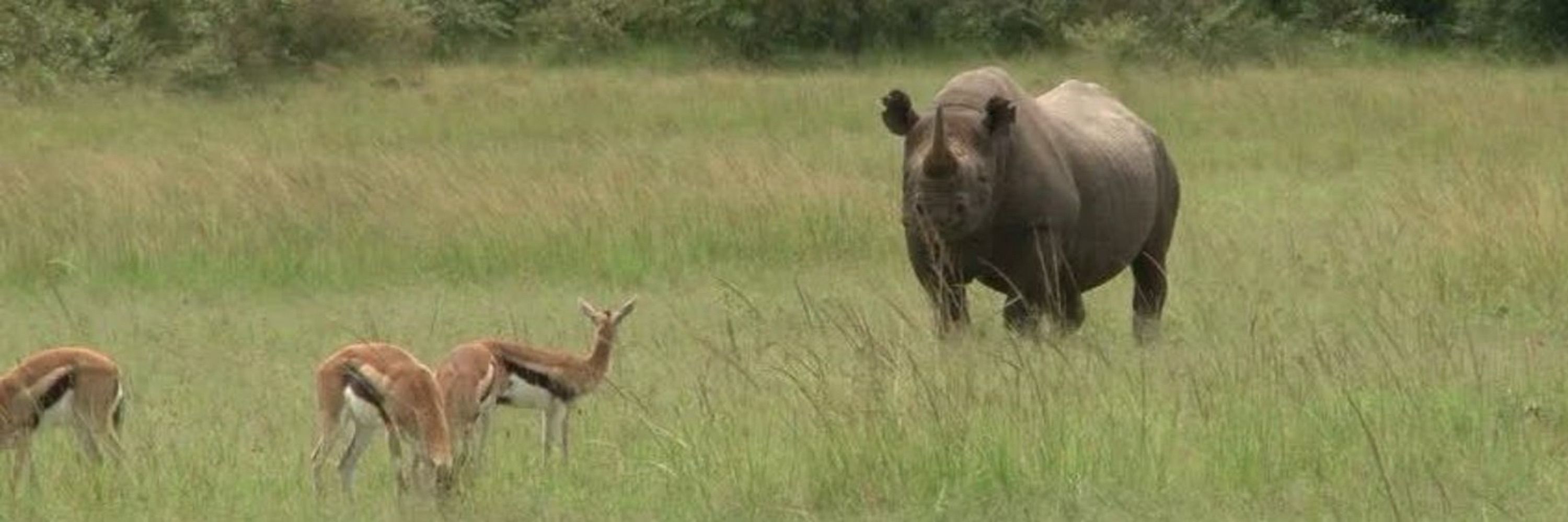A Rhino Amongst Gazelles
