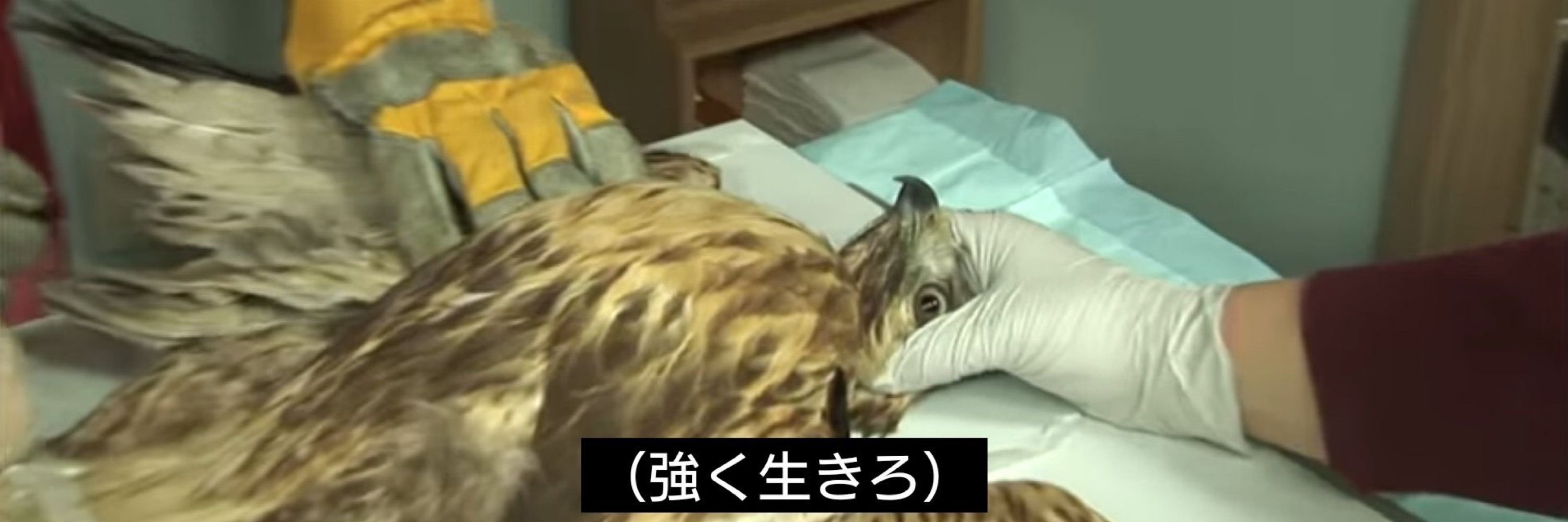 だいすきつね