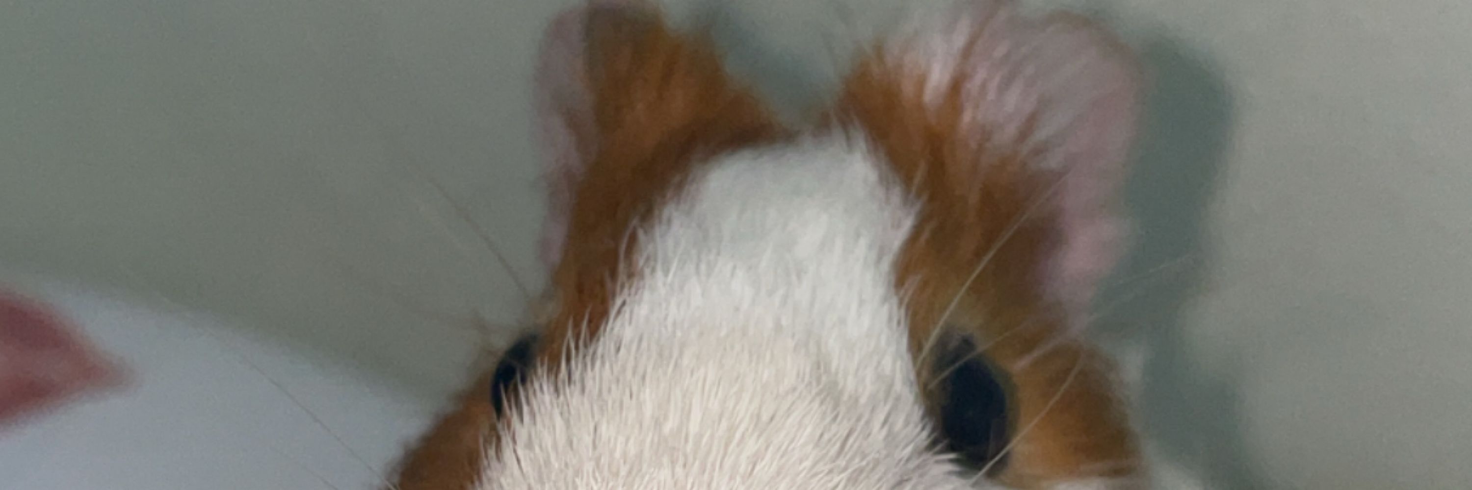 B’