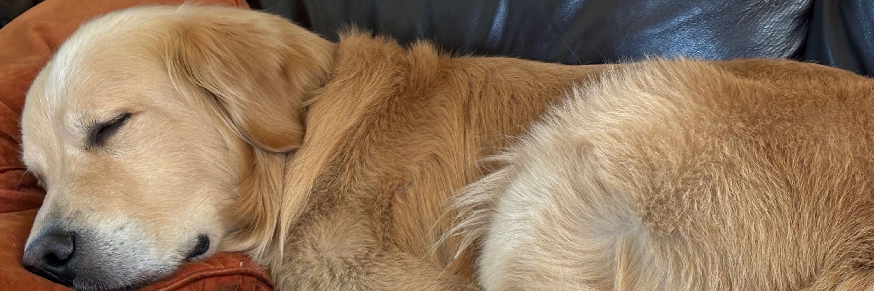 TucciPoochie