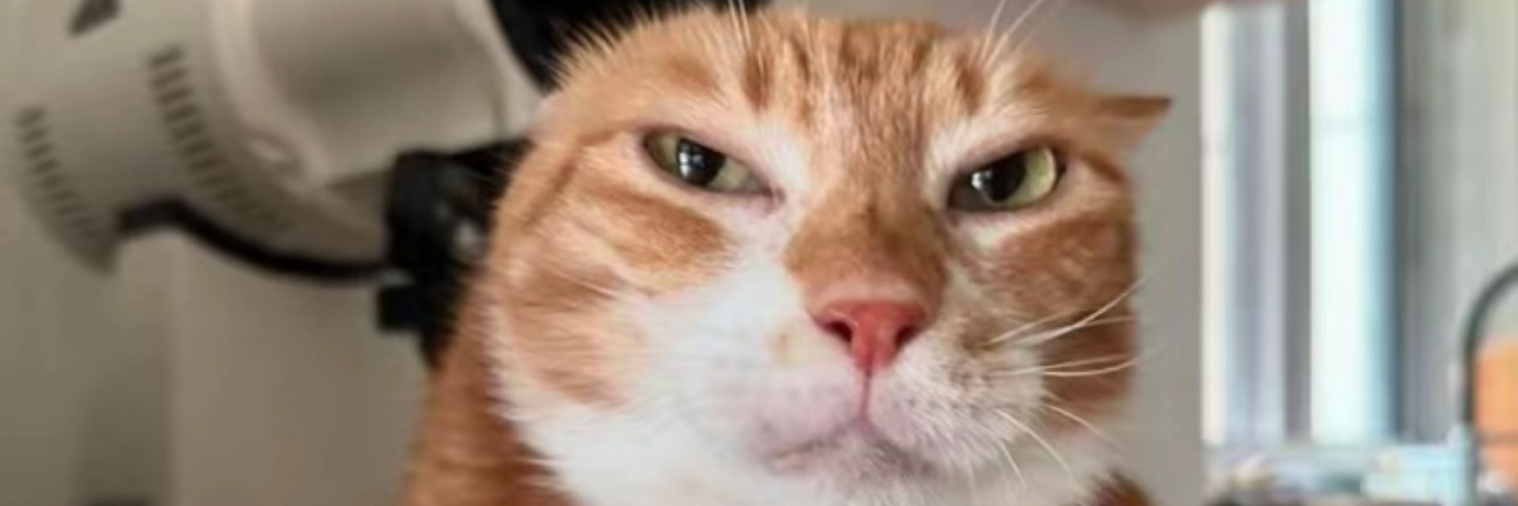 plumpfeline