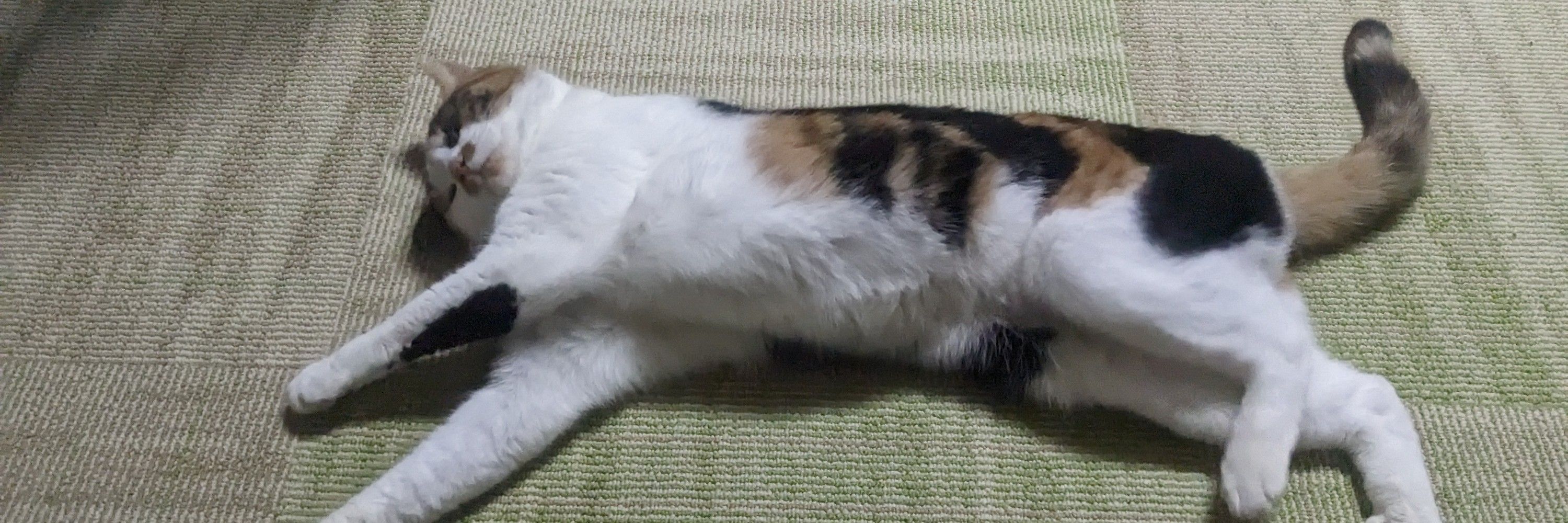 いいんちょ