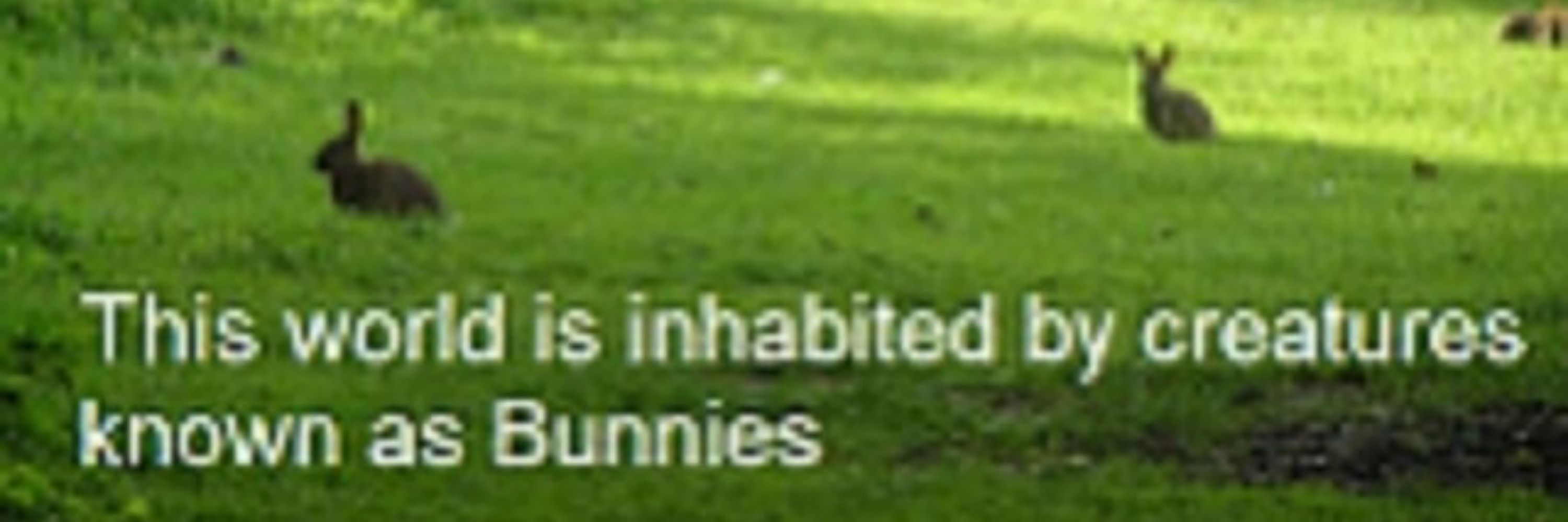 bunny