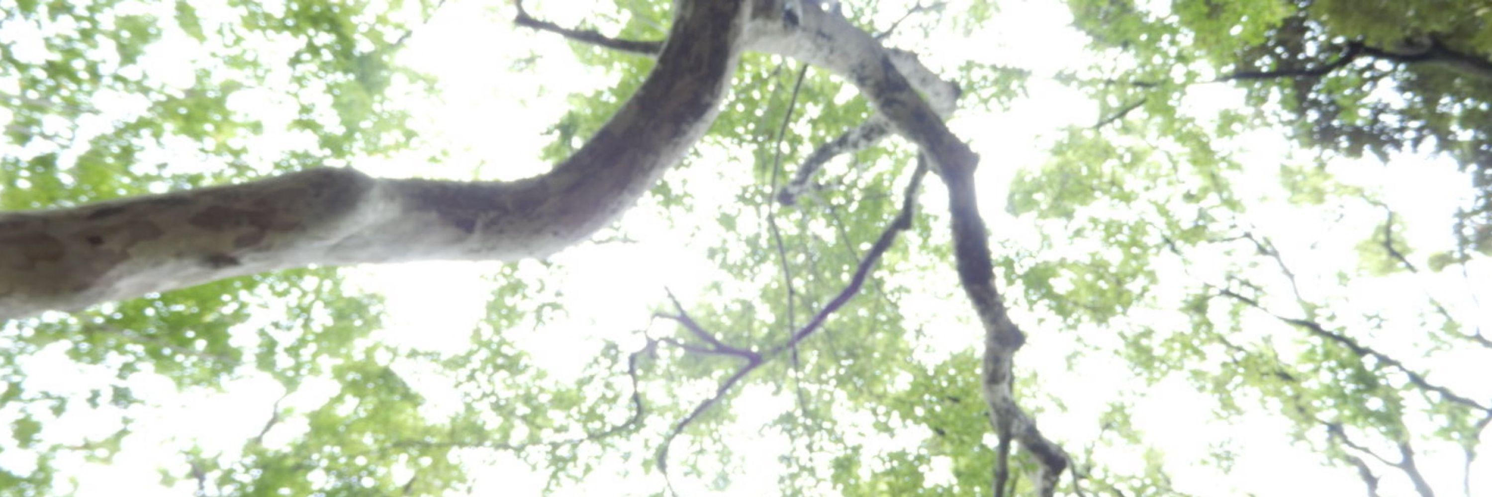 aki。