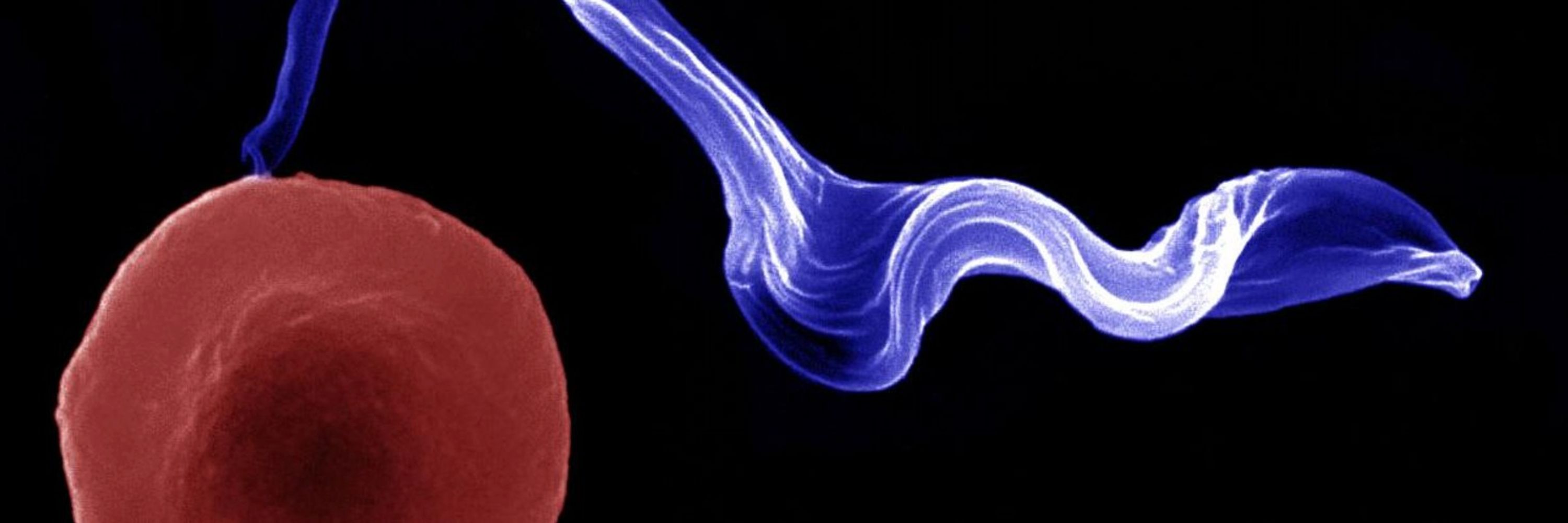 British Society for Parasitology
