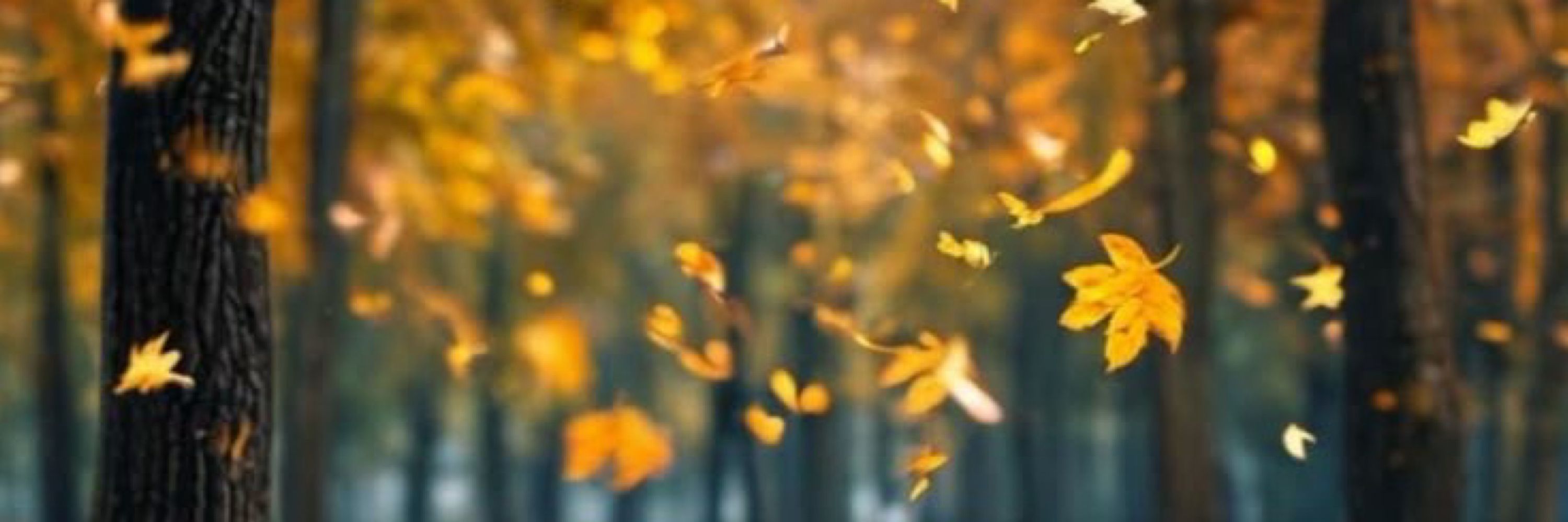 Lay 🍂