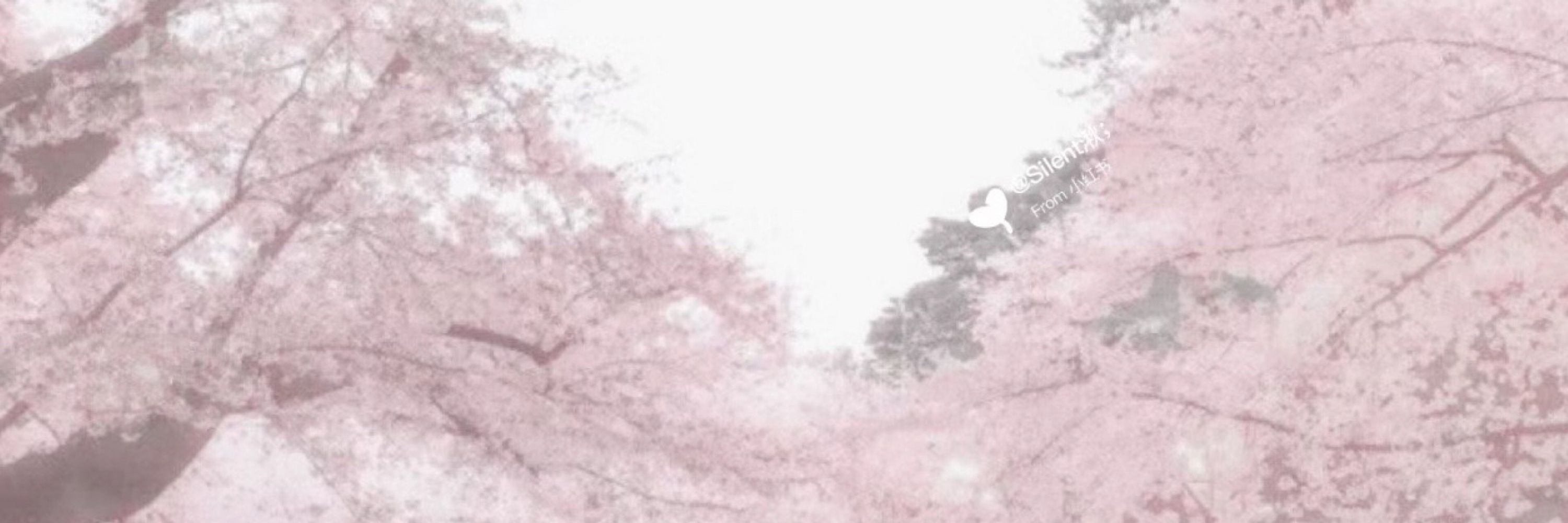 黒猫