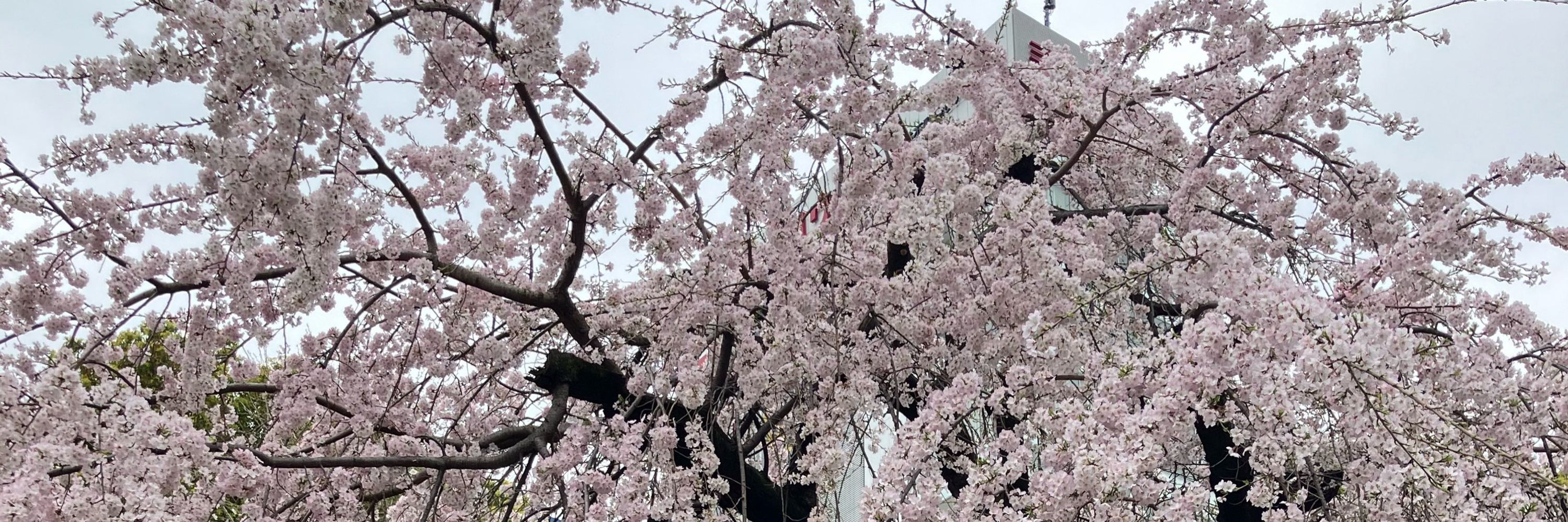 よ〜こ