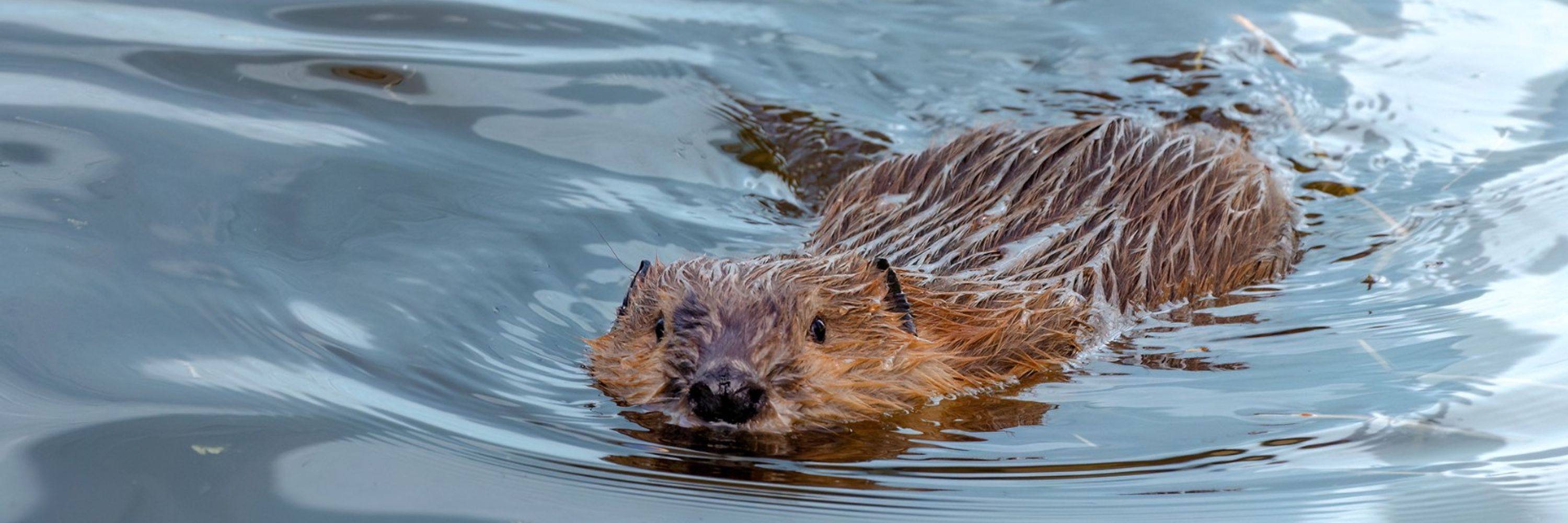 Alberta Institute for Wildlife Conservation