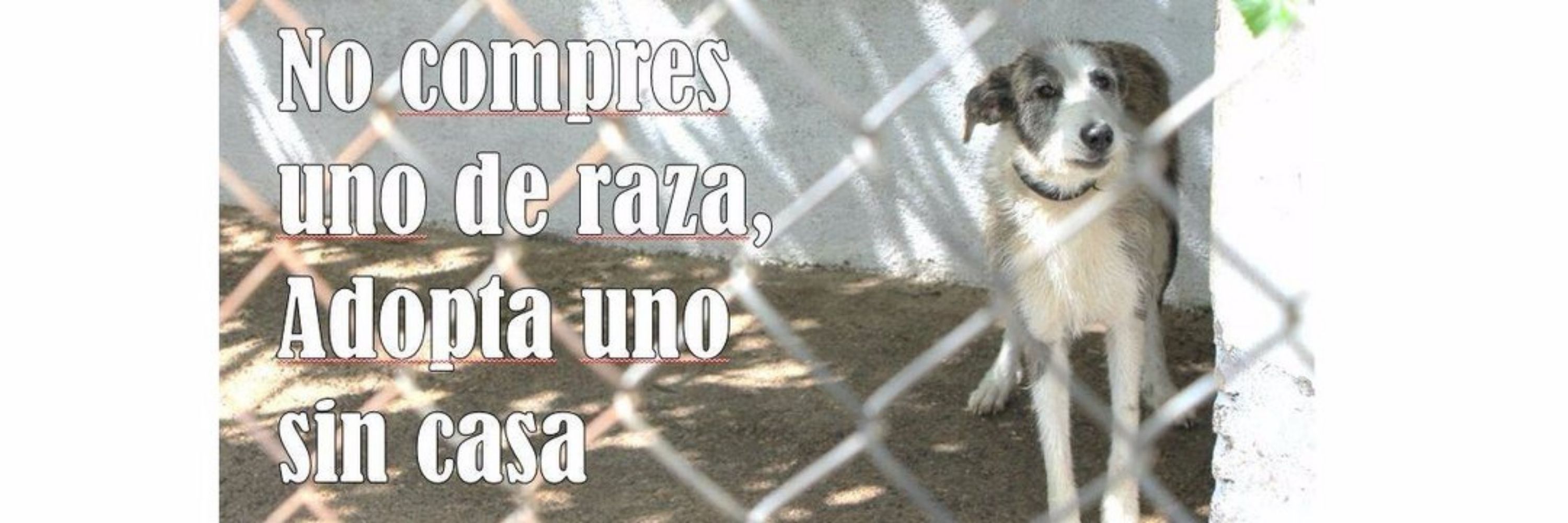 🐾 AnimalLover 🐾 Difusión