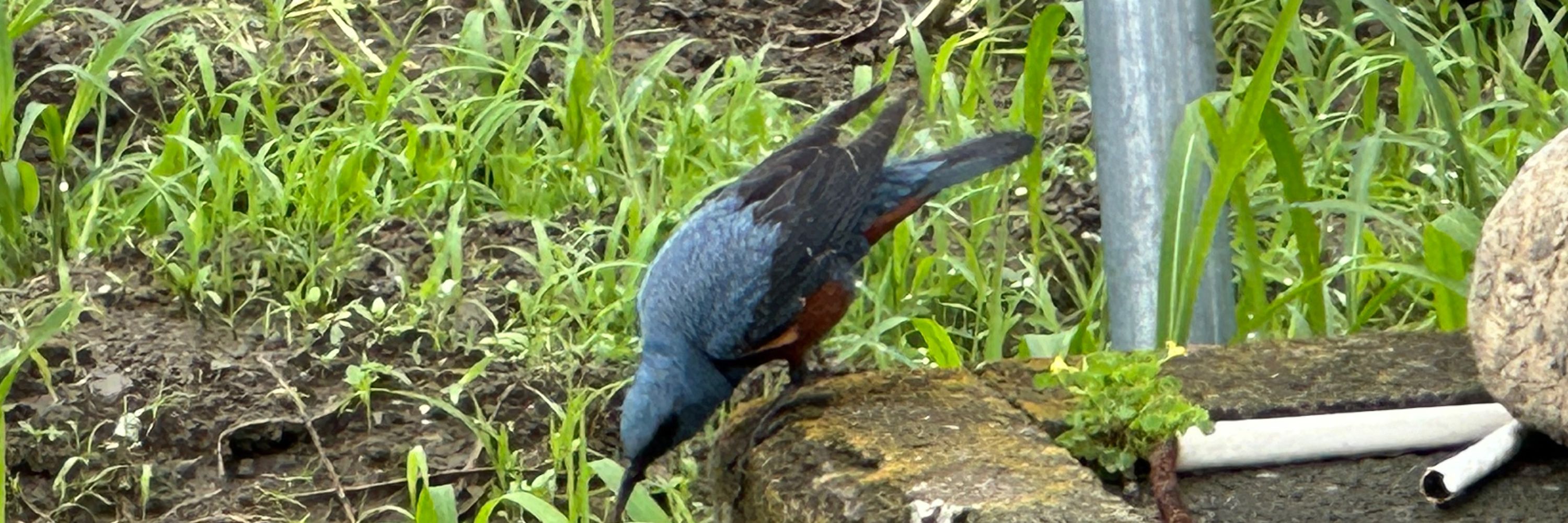 Robin