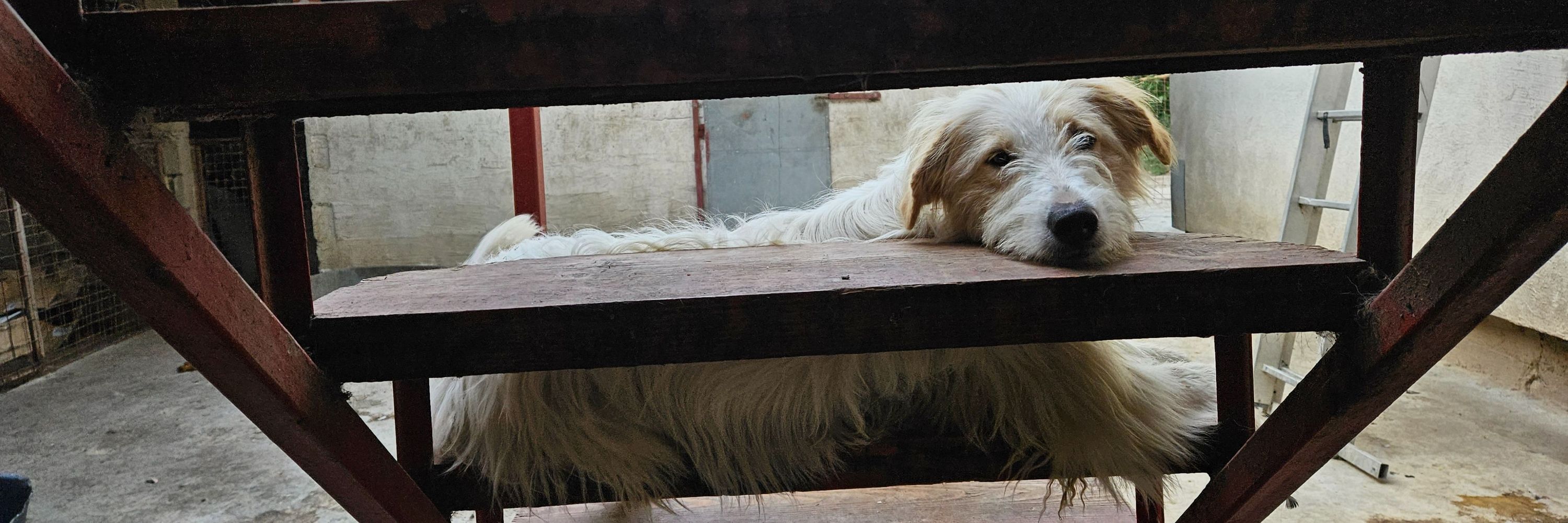 Help for strays e.V.