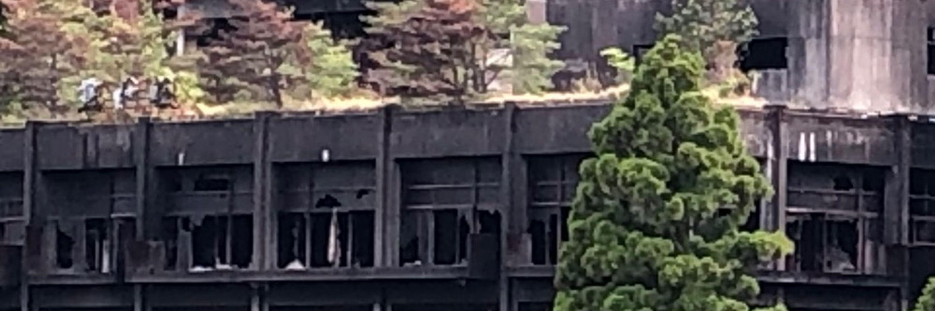LICHEEまんどすえ