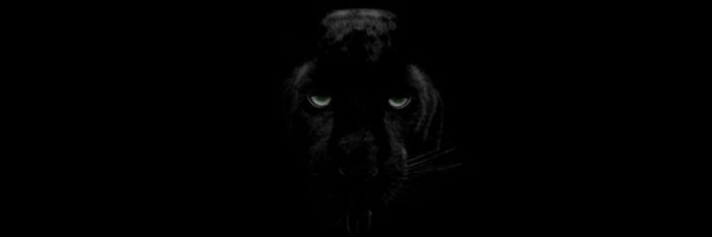 CAITLYN KIRAMMAN 🐾🐈‍⬛