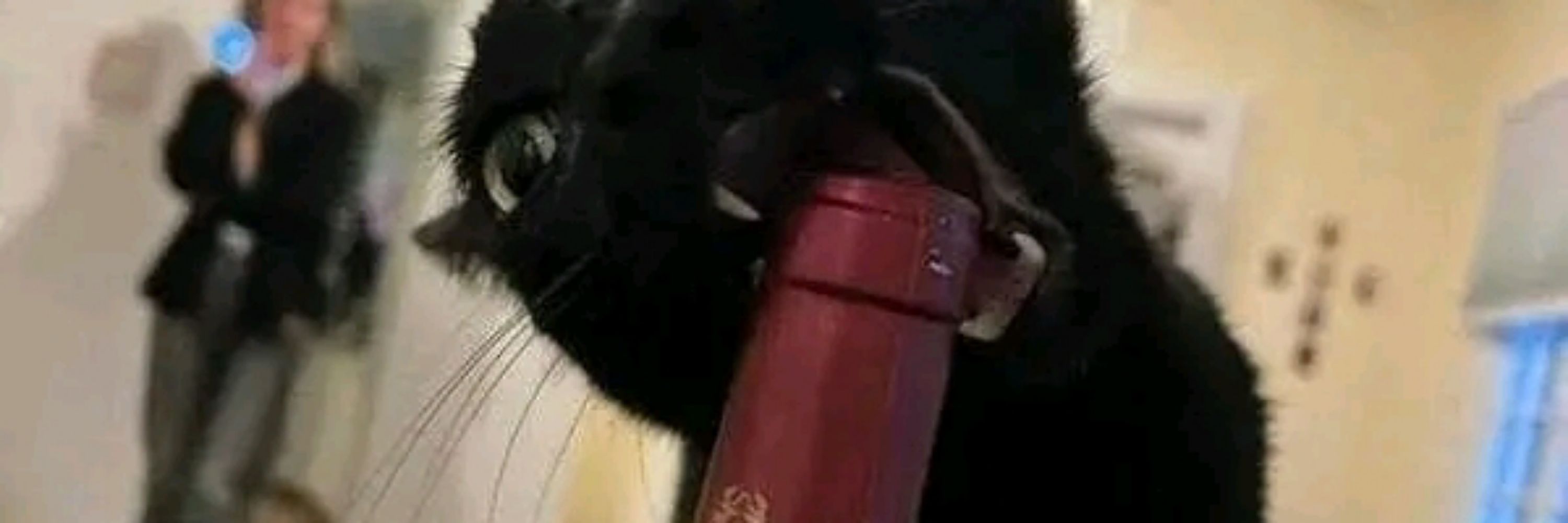 Kristhoffer Miranda 🌶️