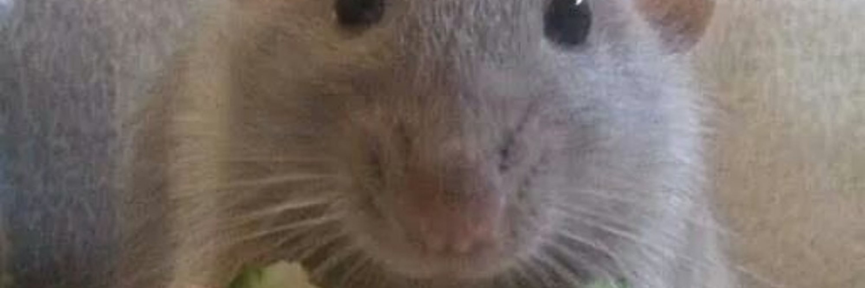 Imapigtoo