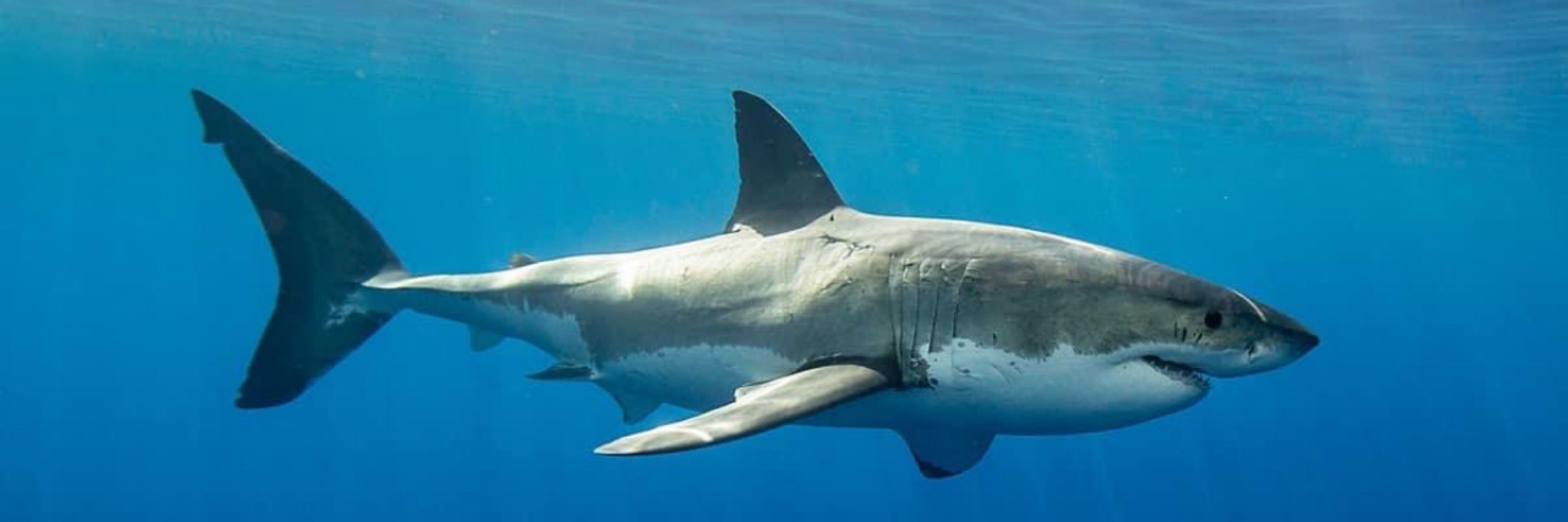 Rach The Shark