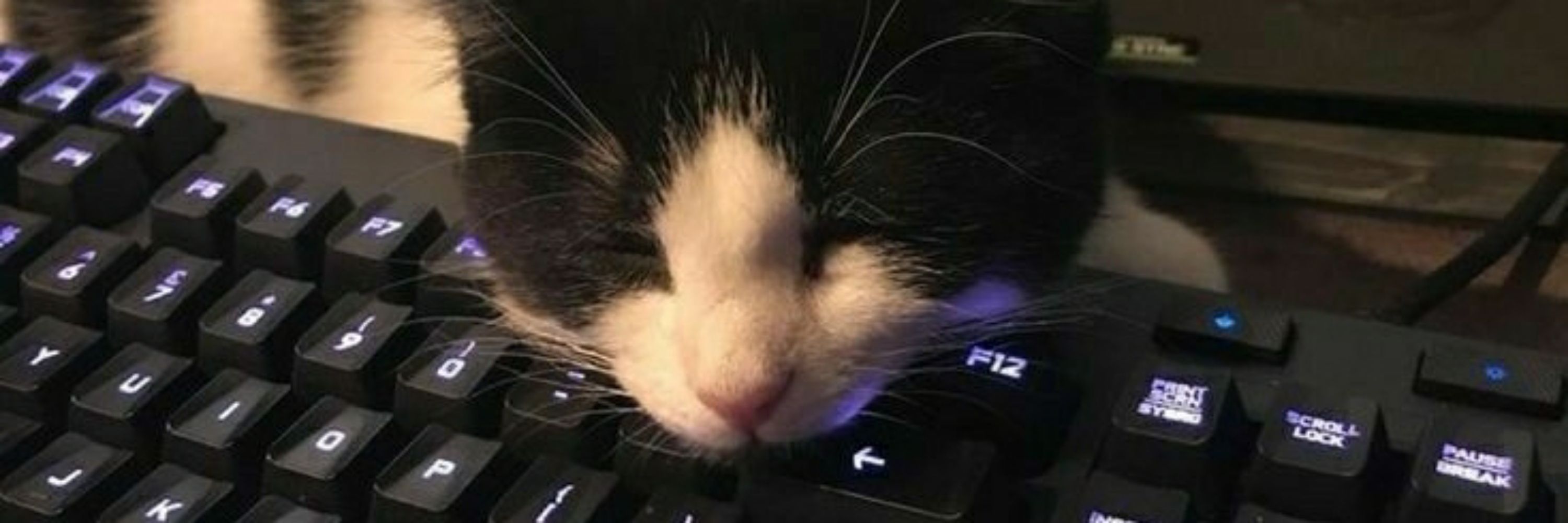 catt!!