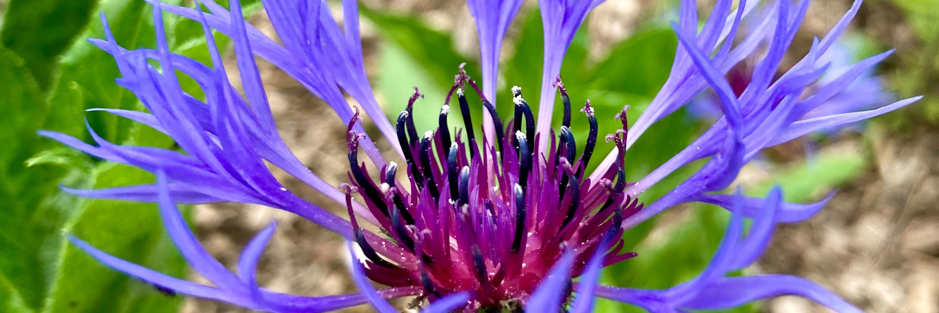 Coppermill Community Gardens