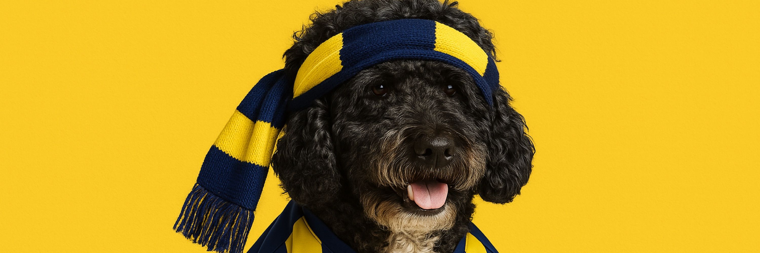 Tekli Koltuk 💛💙