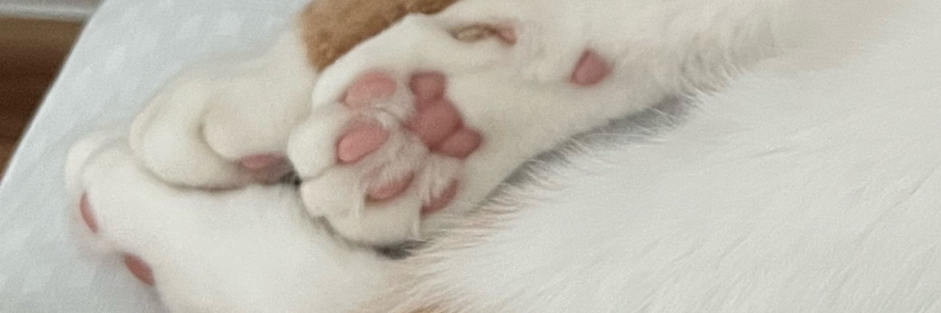 デカジャンボ猫