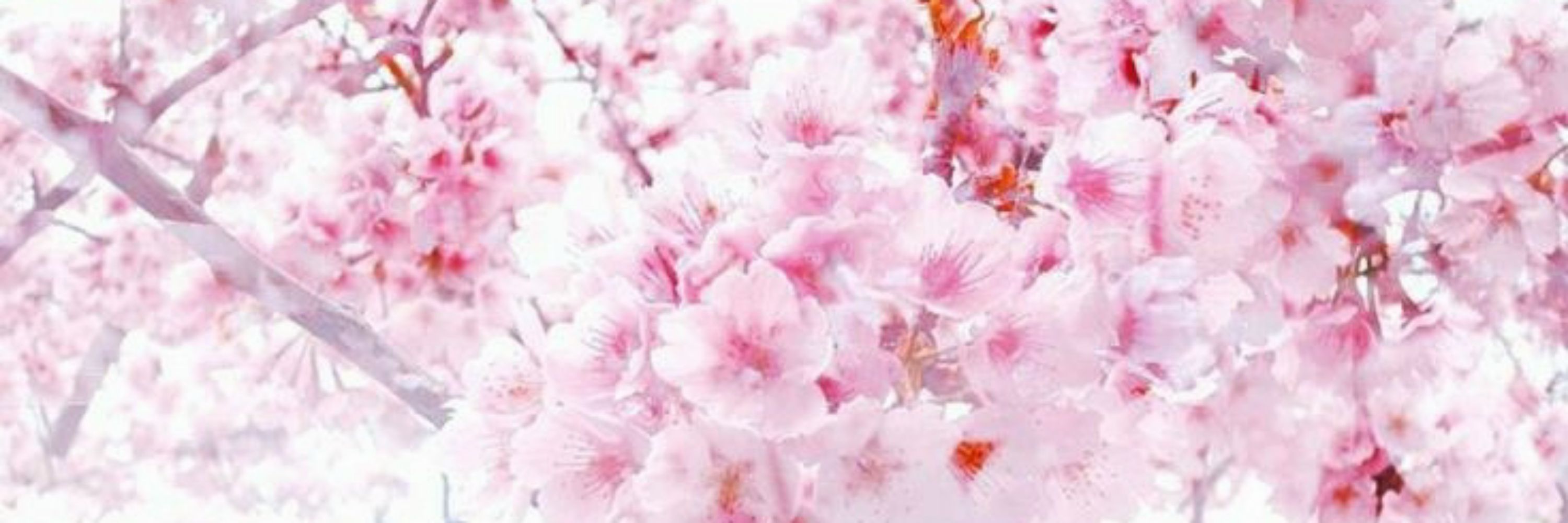 하  𝗉𝗈𝗉𝗂𝗉𝗈 𑁍 ۪ 𝗆𝖾𝗅𝗅𝗒'𝗌 ♡ 𝗐𝗂𝖿𝖾  ﾟ