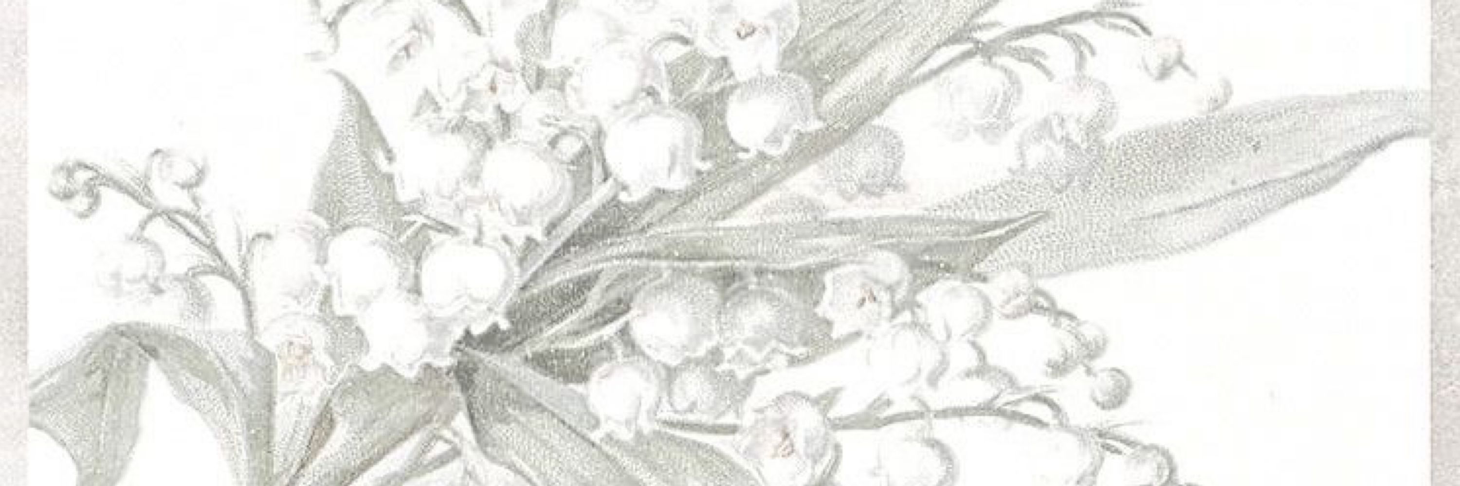 dove