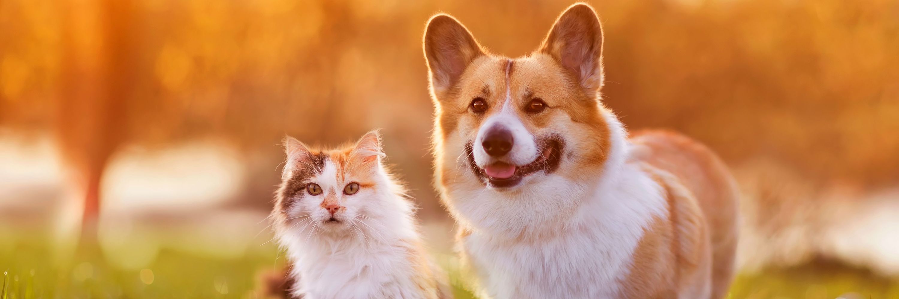 BiteSizedVetGuides