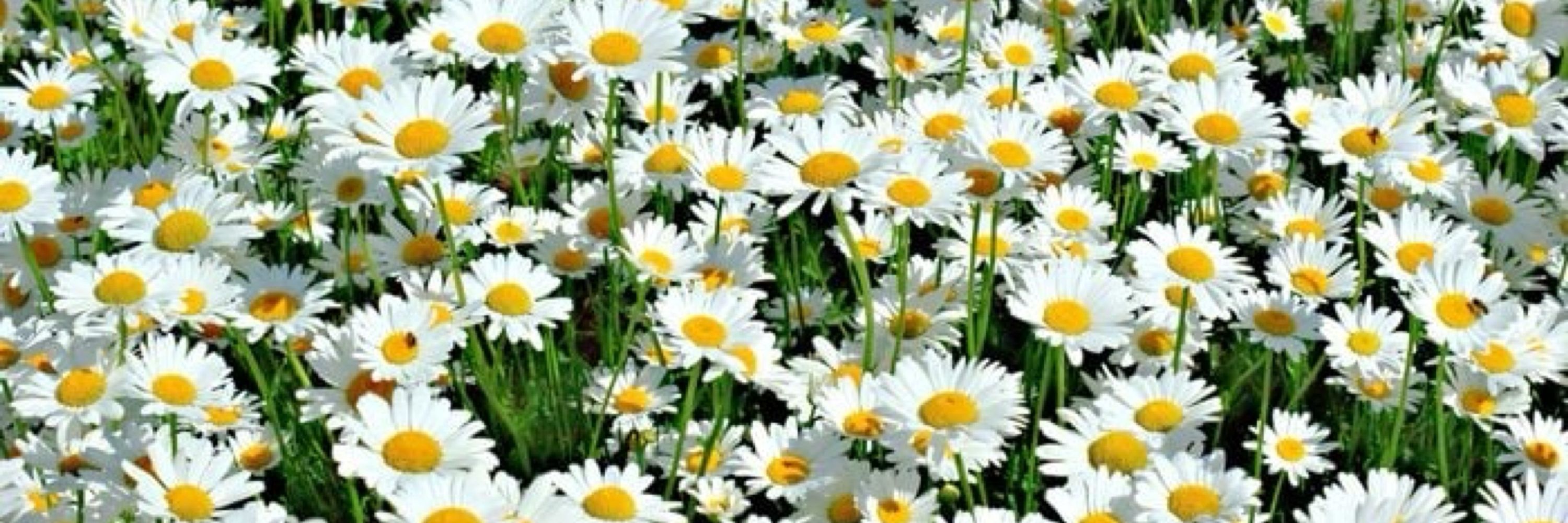 divinity. 🤎🌻