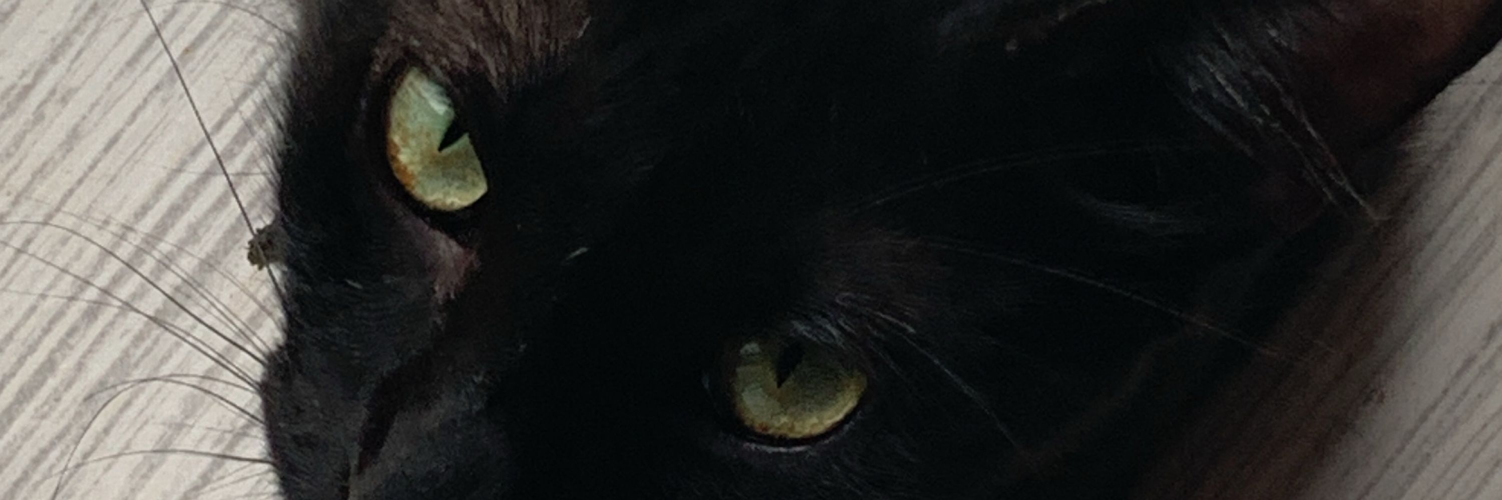 Morgana
