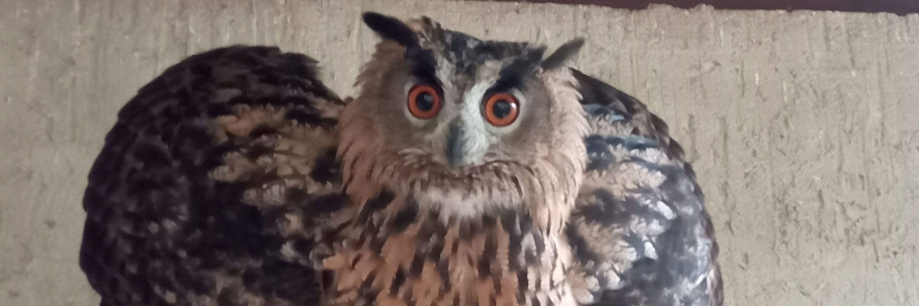 Wildtierhilfe und Wildtierschutz