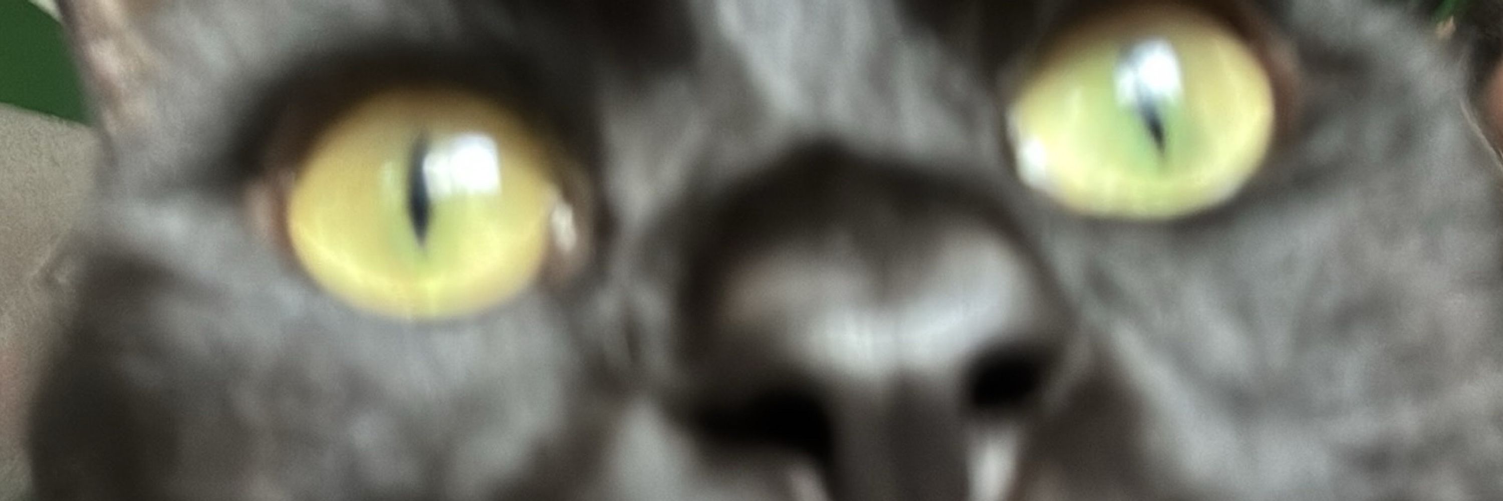 ScreeCosplay