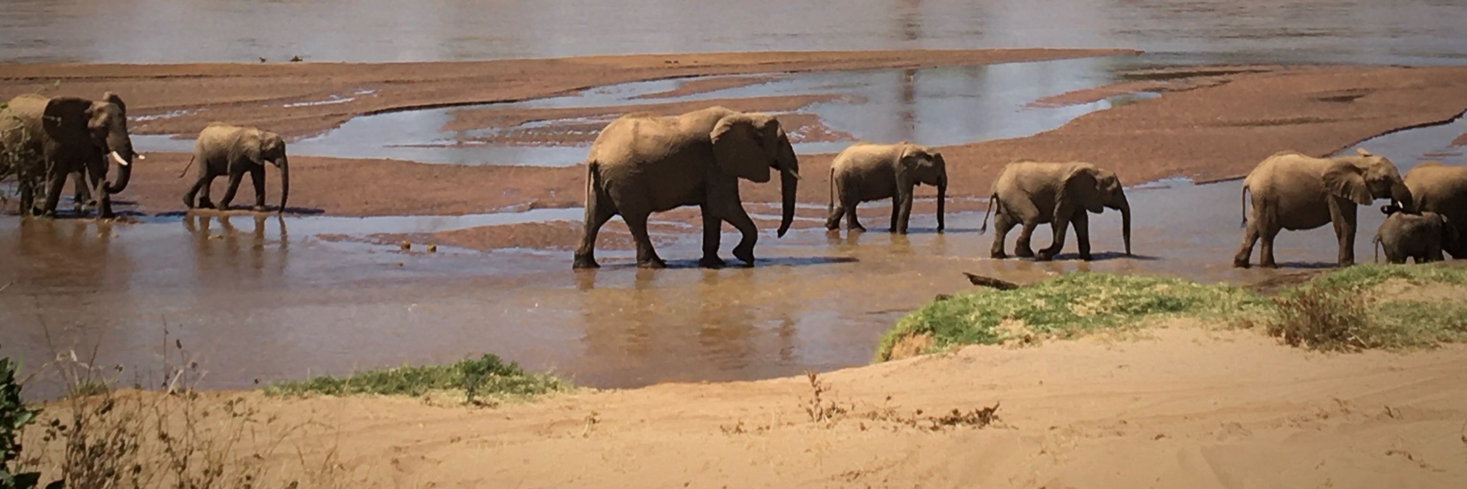 The Furrowed Elephant
