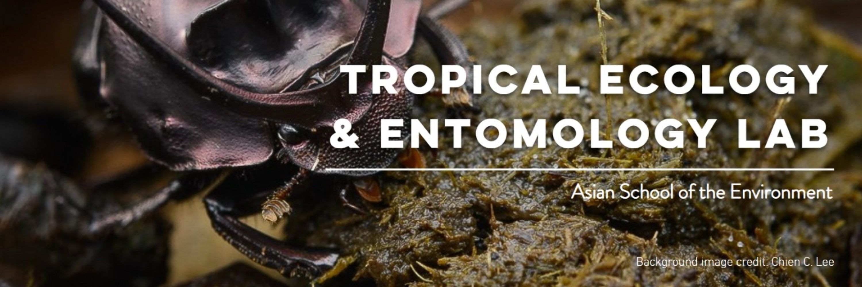 Tropical Ecology & Entomology Lab (TEE Lab)