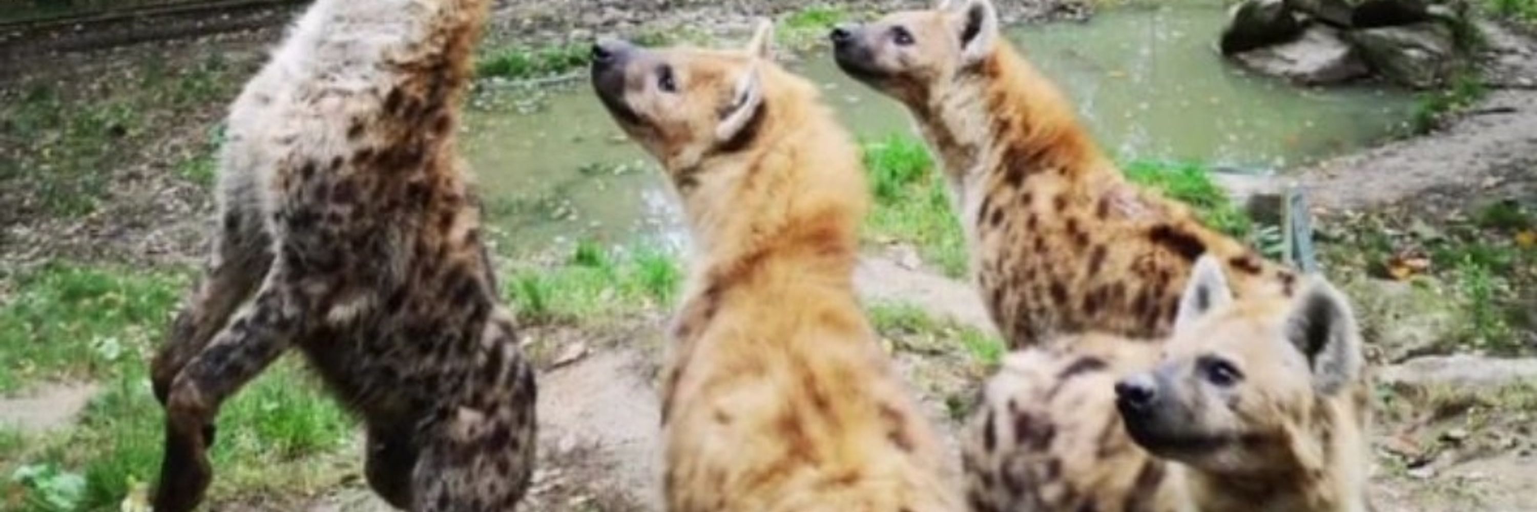 Hyena Radley