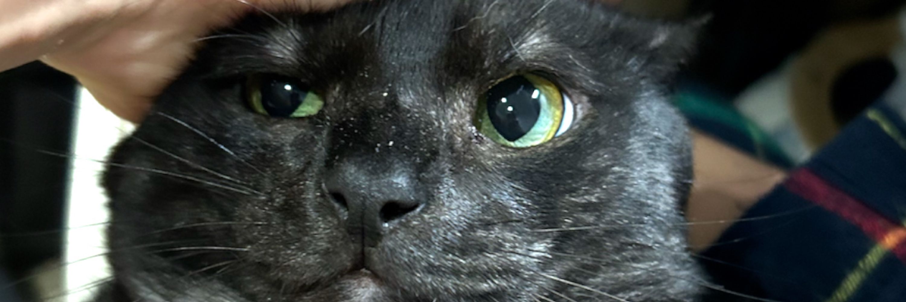 Dr.Pawlo