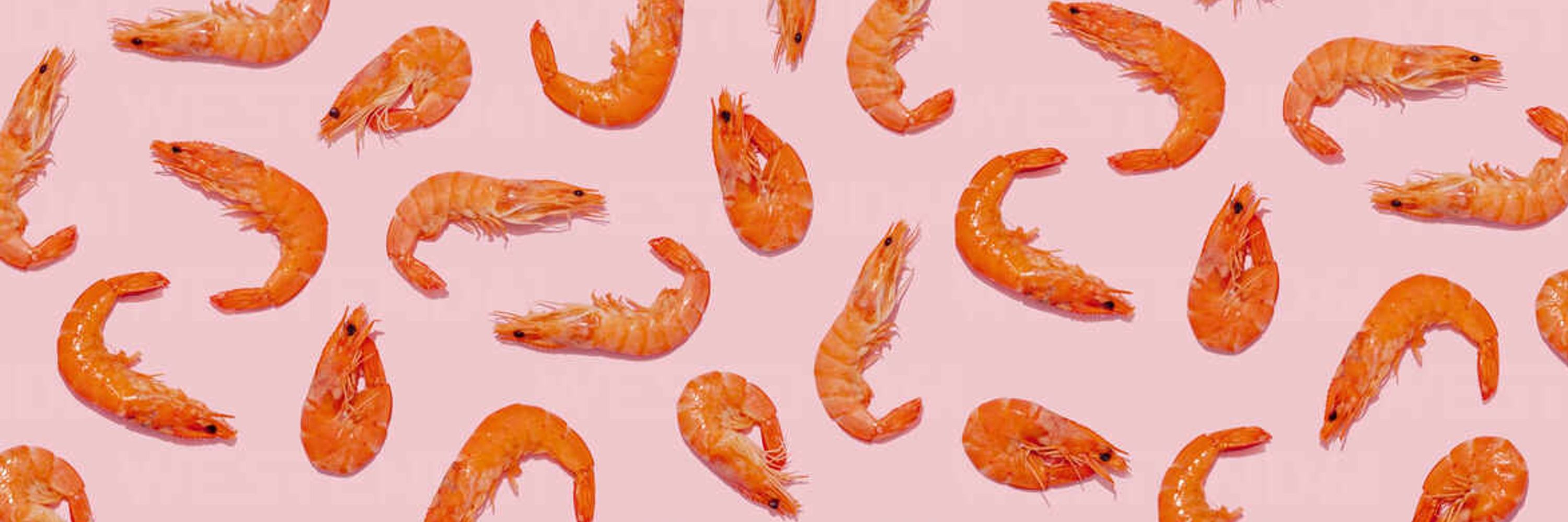Shrimply Awesome Fursuits