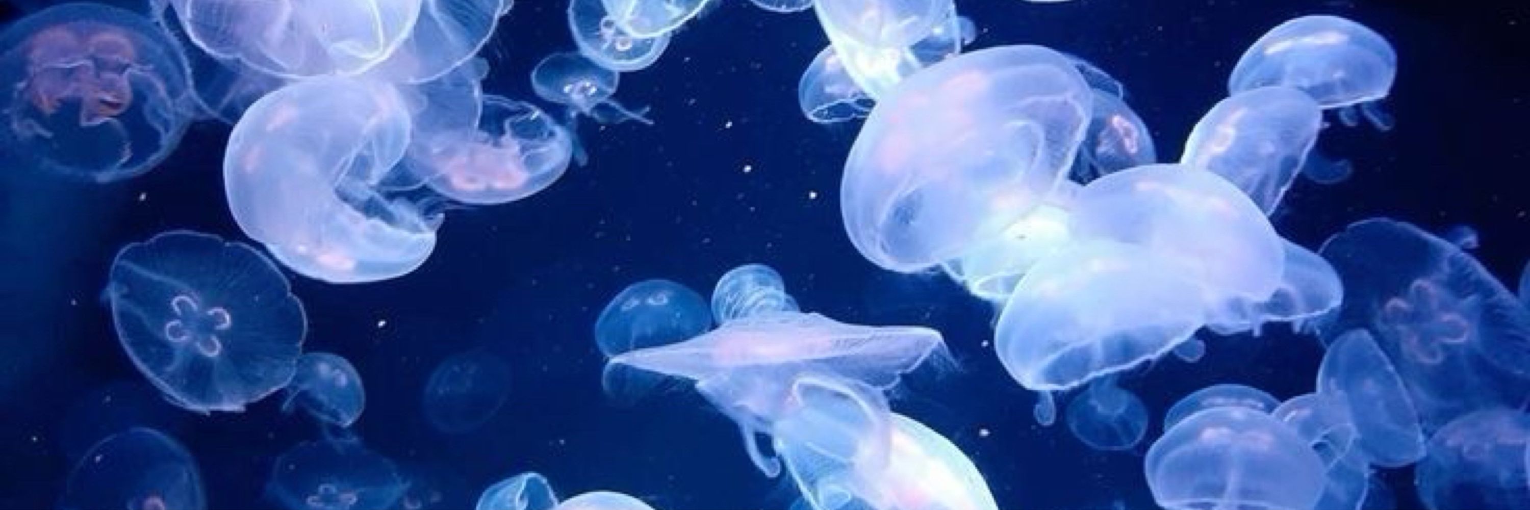 ⋆｡˚♡𝑳𝒖𝒖