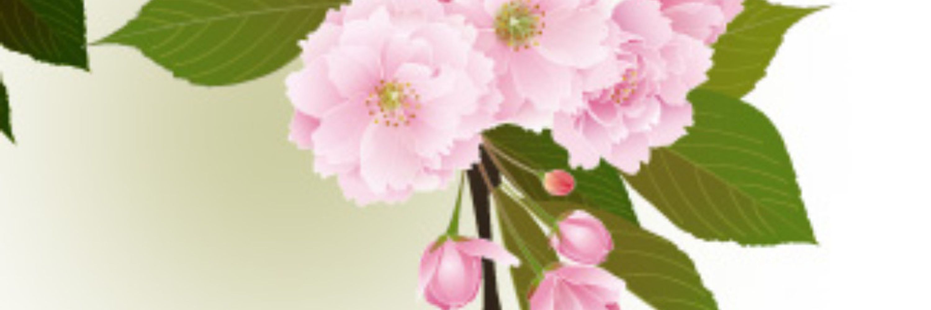 hayuri-sakura.bsky.social