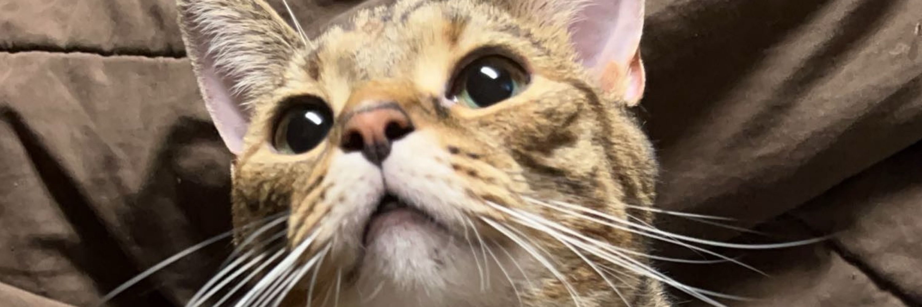 TableGremlin