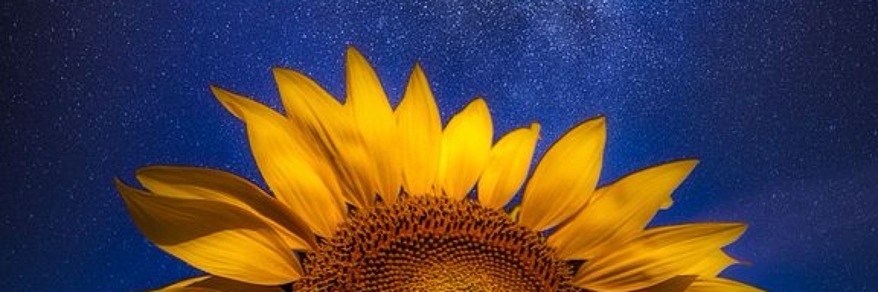SunflowerJade