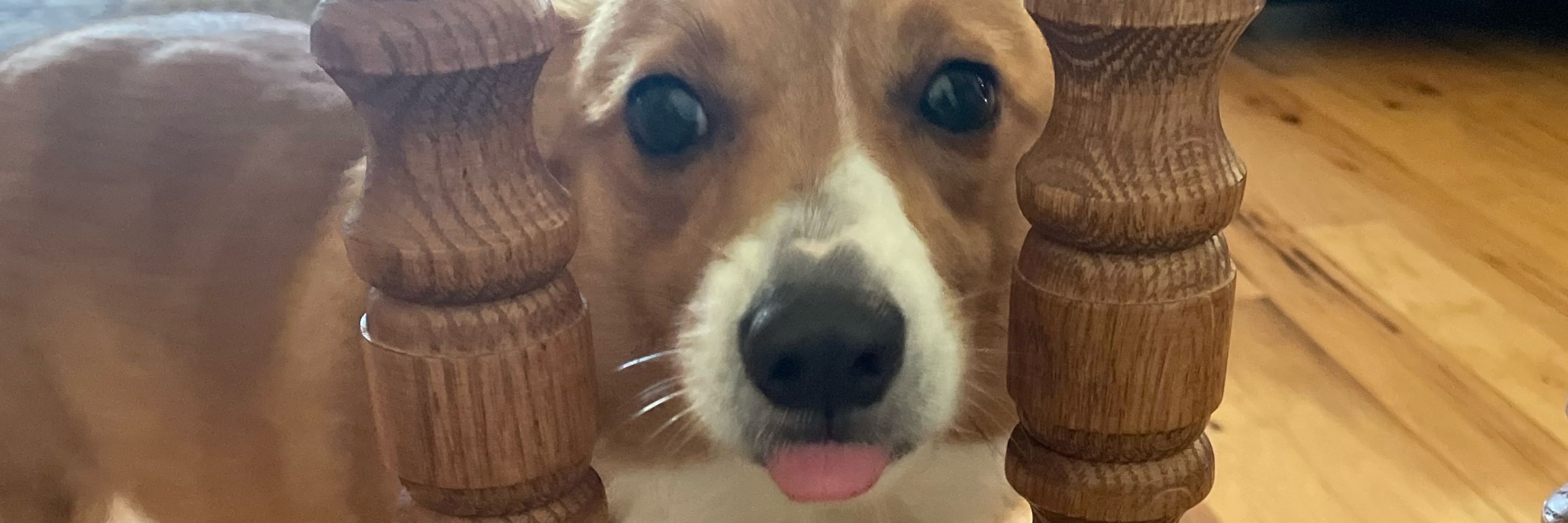 Tippy the Corgi