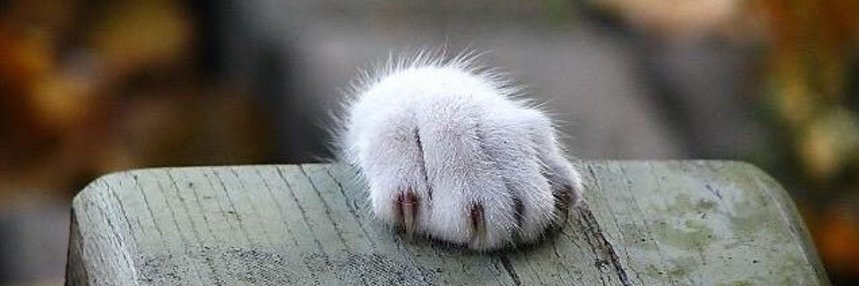 おしゃけ