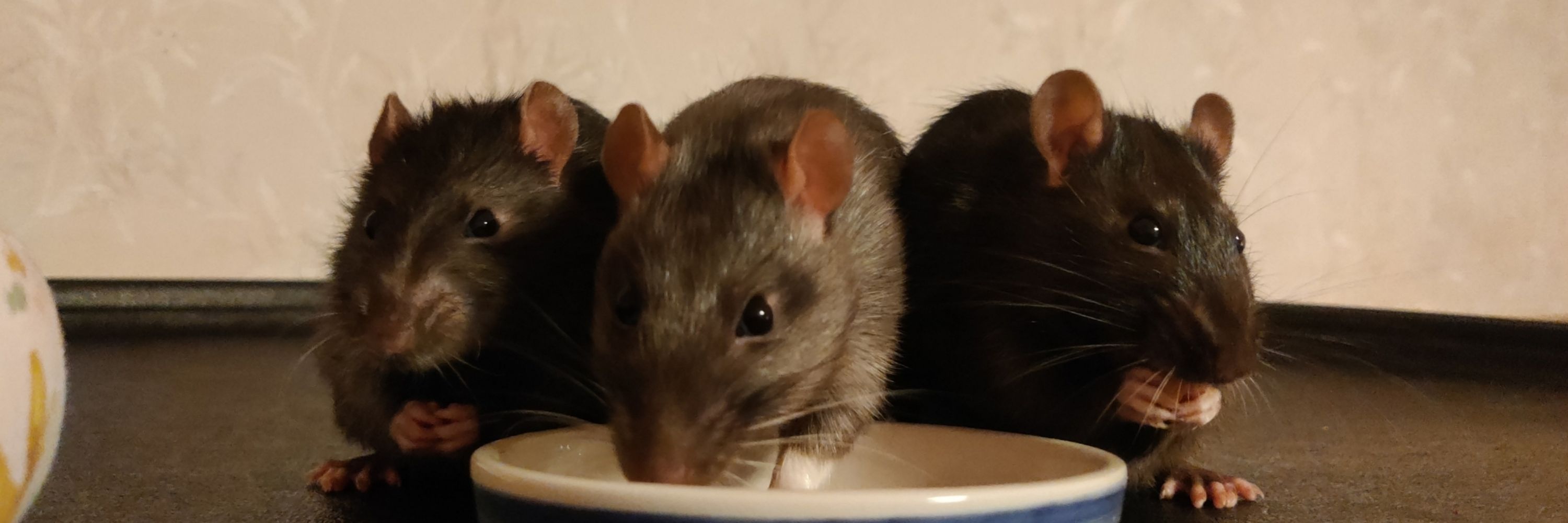 Ratty Nutty Babies