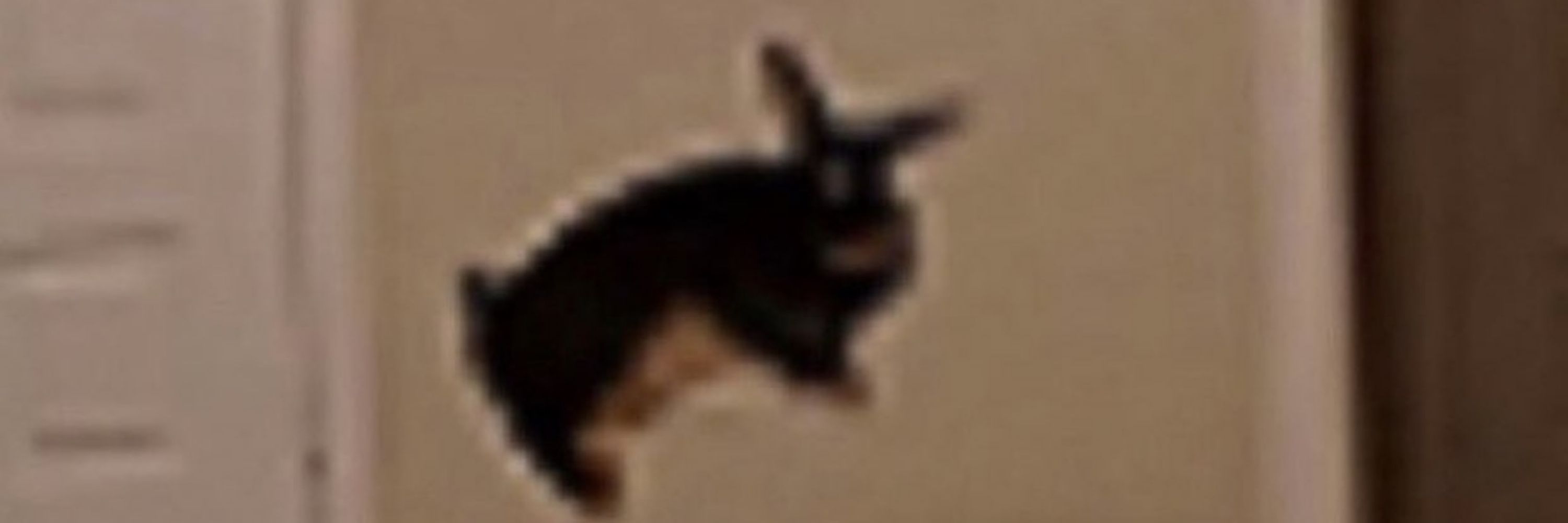 DesertSnoopy
