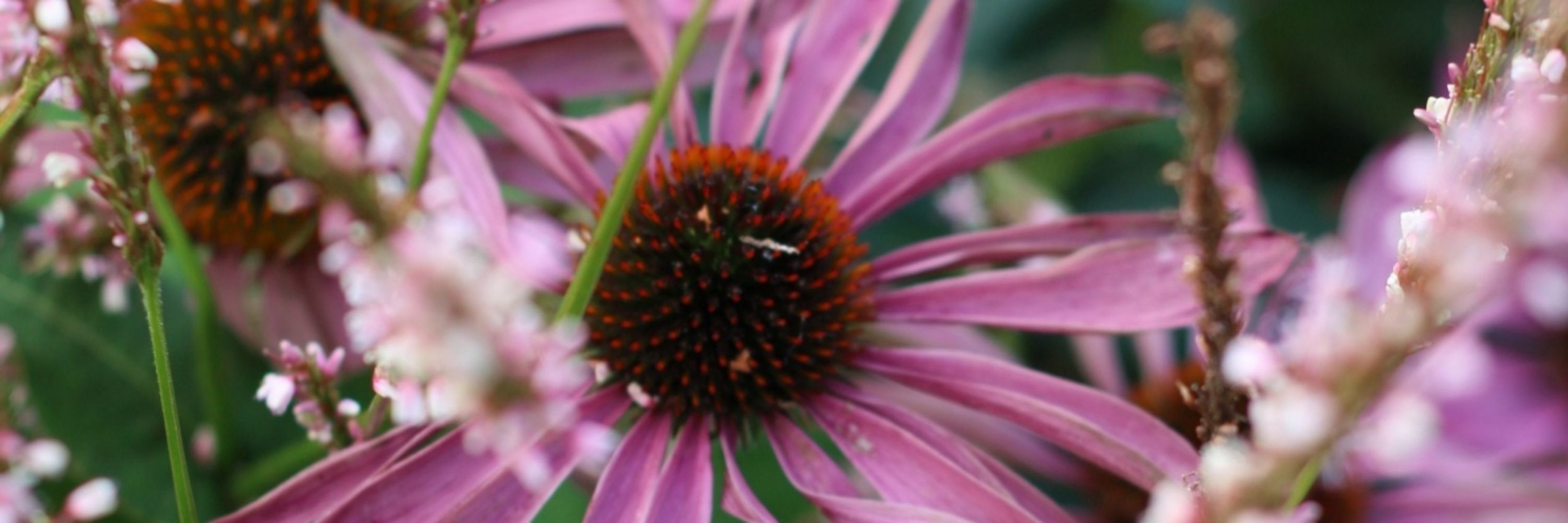 een TUIN van Jerry - Duurzaam & Ecologisch Hovenier Amersfoort