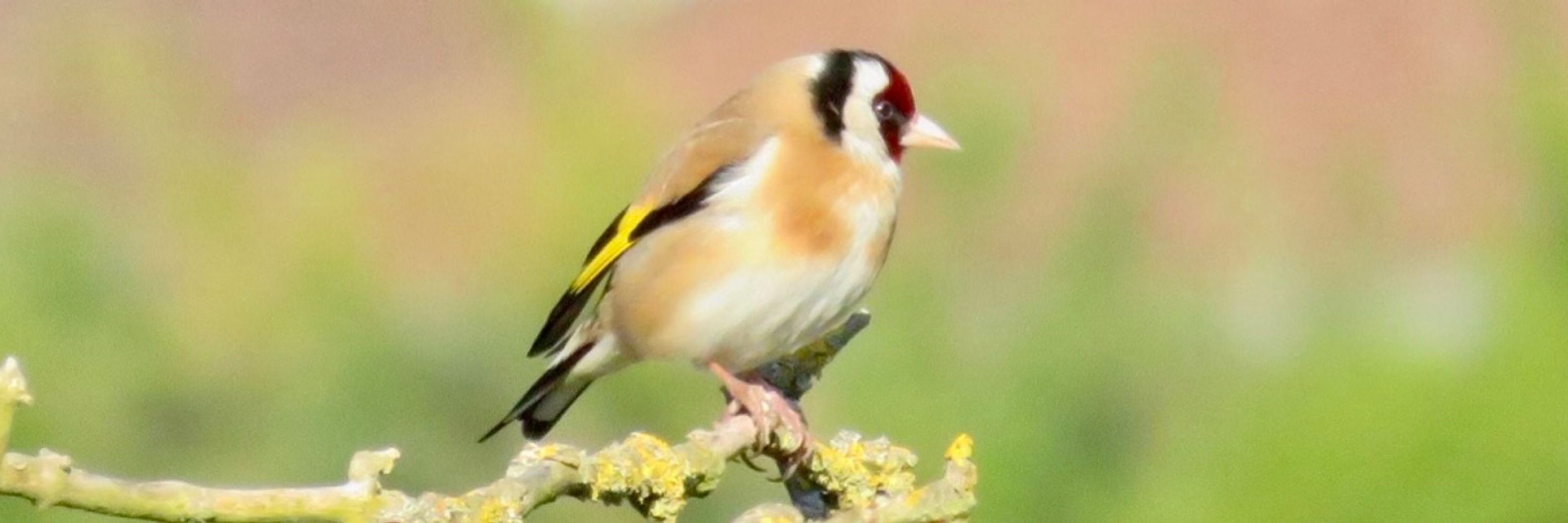 Maz Finch