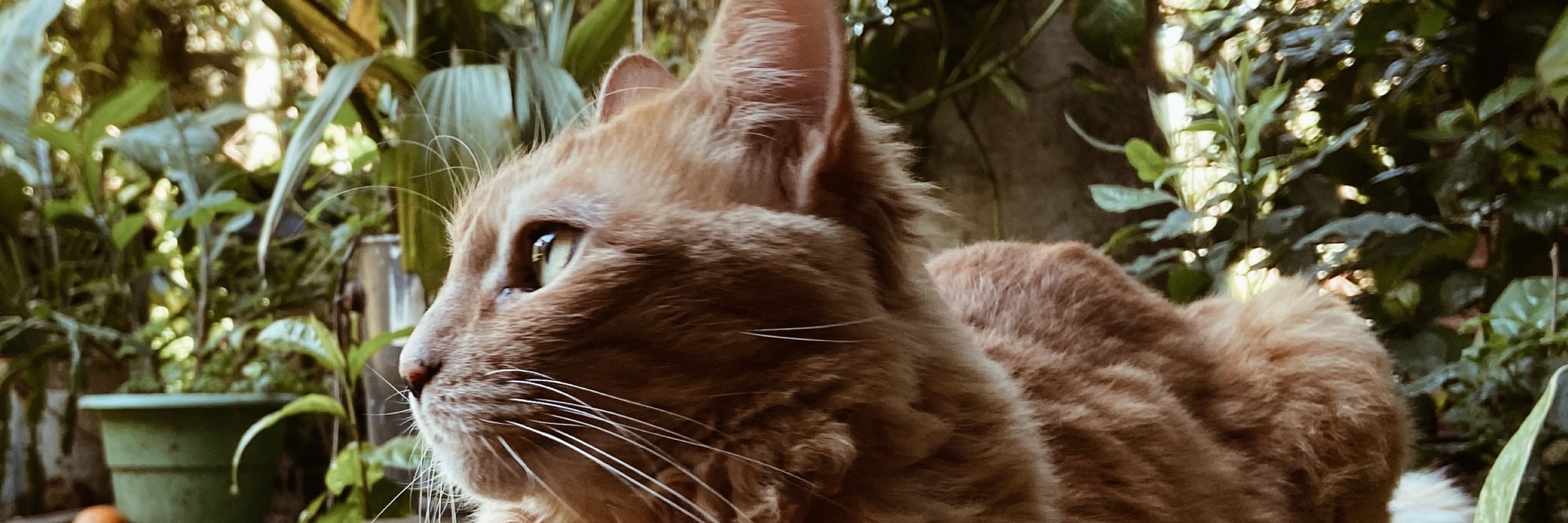 fabi
